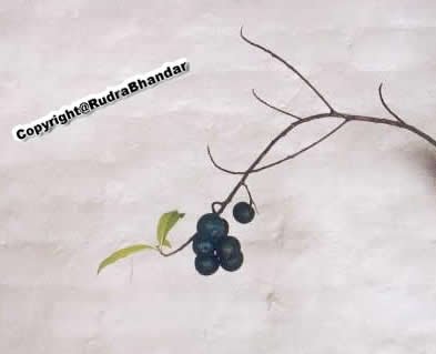 Rudraksha Fruit